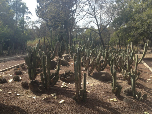 Cactus in Mexico City