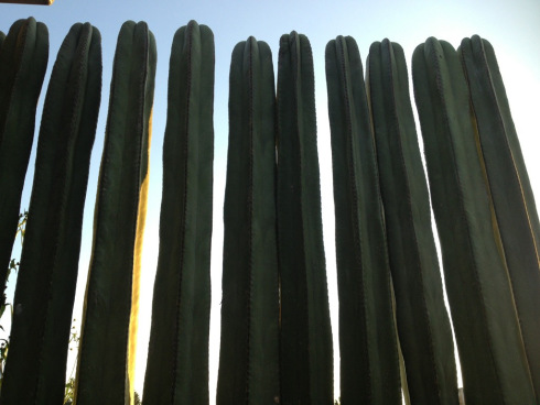Cactus at sunset in Oaxaca